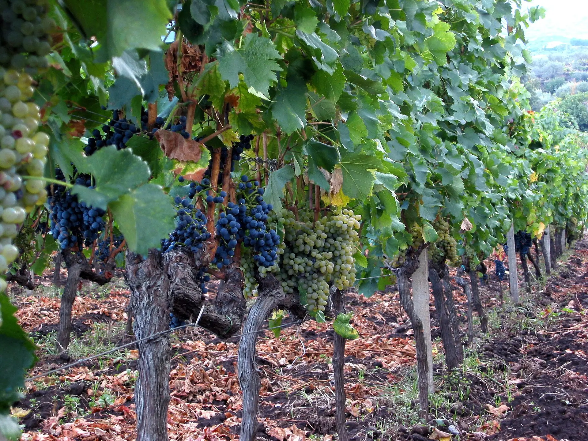 Old bush-trained vines on terraced black volcanic soil near Passopisciaro on Etna