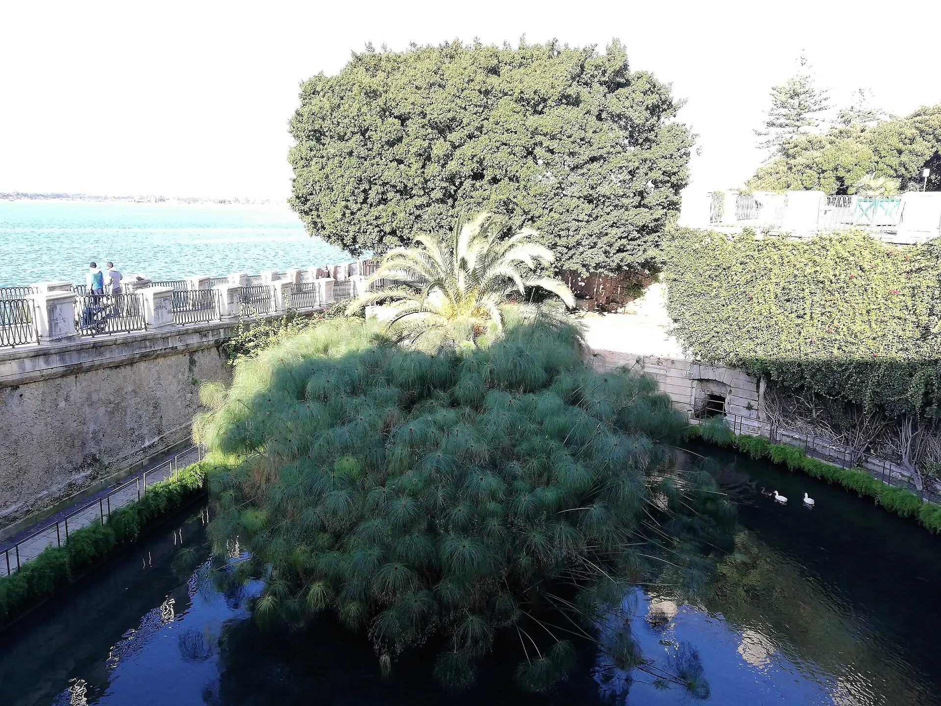 The Fonte Aretusa freshwater spring in Ortigia, filled with papyrus plants beside the sea